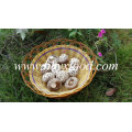 Top Quality Stem Cut Dried Great White Flower Shiitake Mushroom